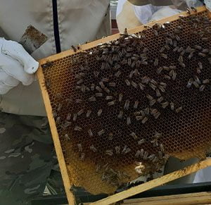 Ochrona pszczół