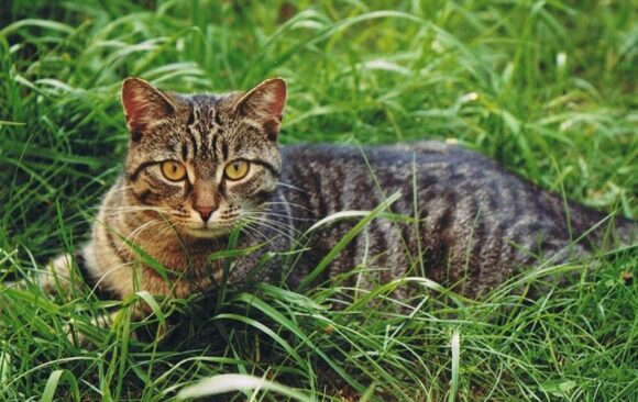 Zbiórka darów dla Schroniska dla Zwierząt w Bydgoszczy