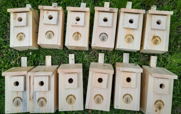 Wieszamy budki dla ptaków