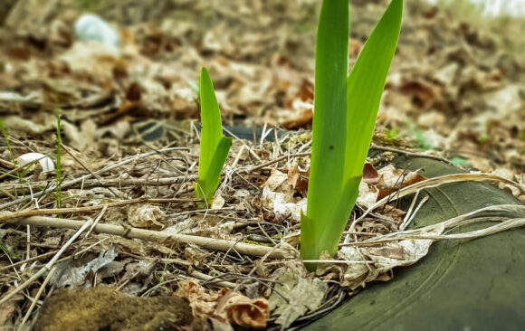 Sprzątanie_lasu_z_CIS_zdjęcienr1 Akcja sprzątania lasu z CIS