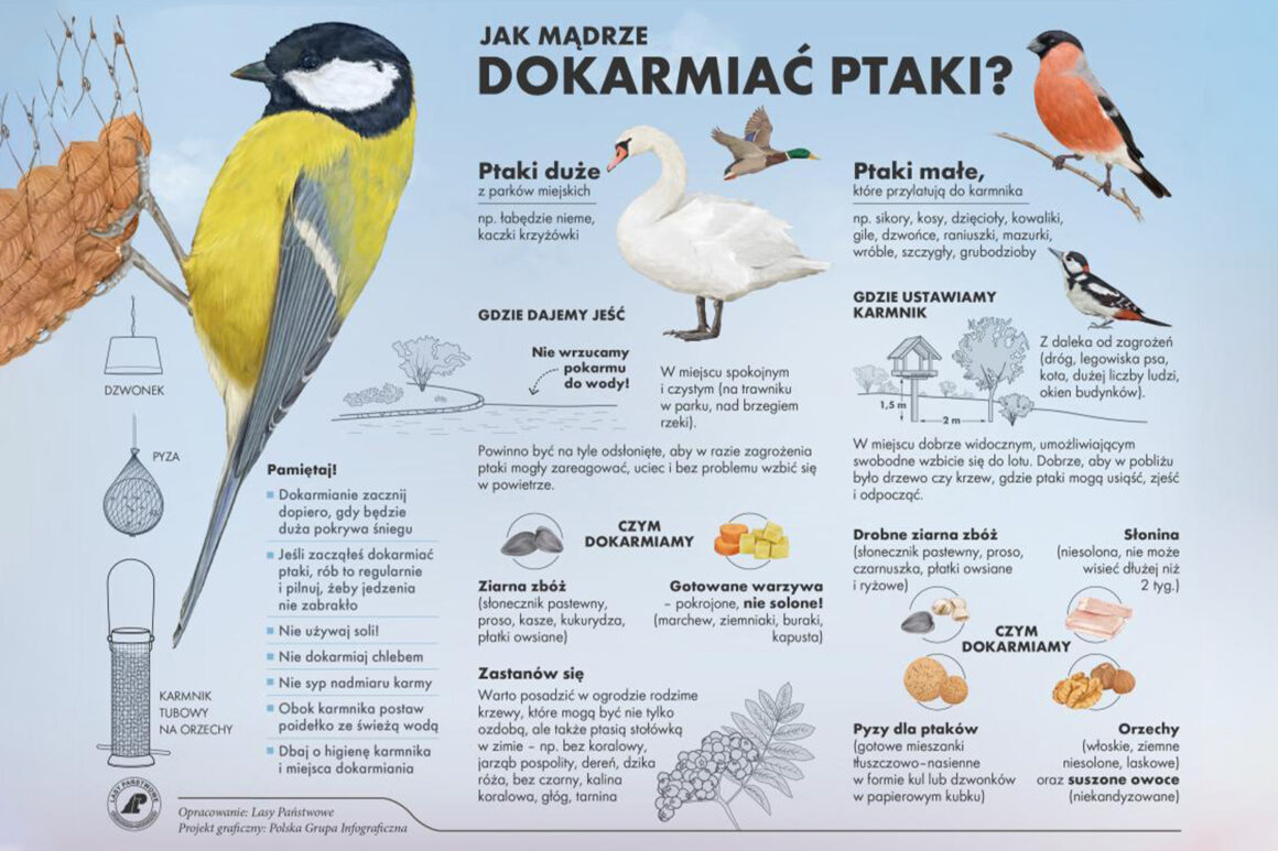 Jak dokarmiać ptaki