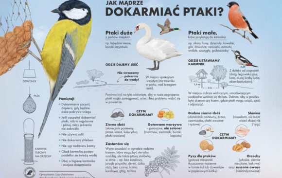 Jak dokarmiać ptaki