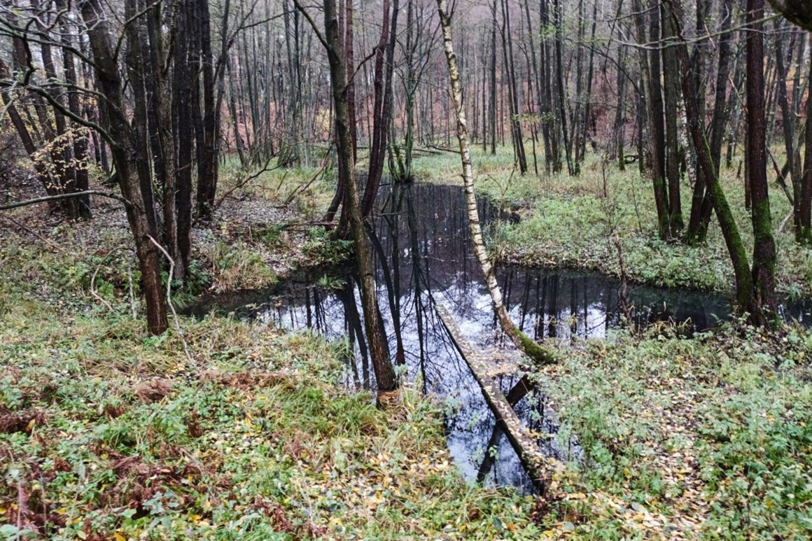 Konsultacje w Nadleśnictwo Bydgoszcz Lasy Państwowe Konsultacje w Nadleśnictwo Bydgoszcz Lasy Państwowe