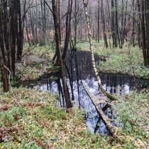 Konsultacje w Nadleśnictwo Bydgoszcz Lasy Państwowe