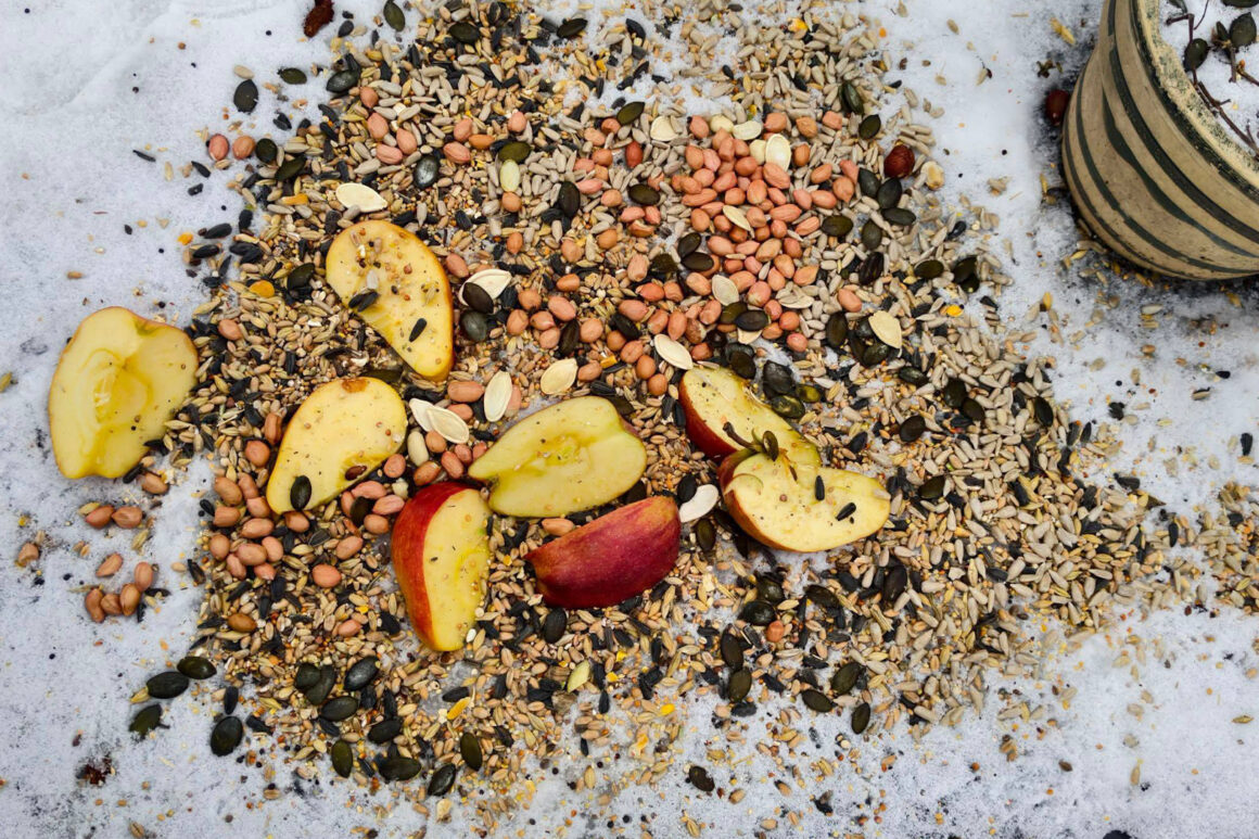 Twoja ptasia stołówka