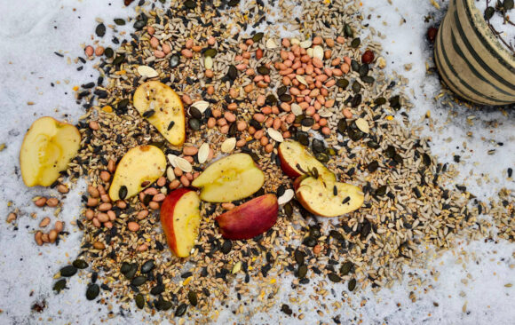 Twoja ptasia stołówka